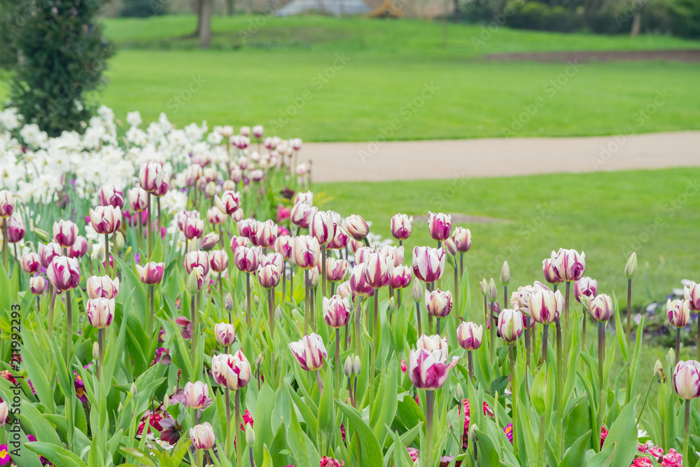 Tulips blossom in Hyde Park