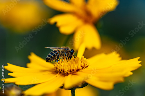 Honey bee collecting pollen on a bright yellow flower. Coreopsis.