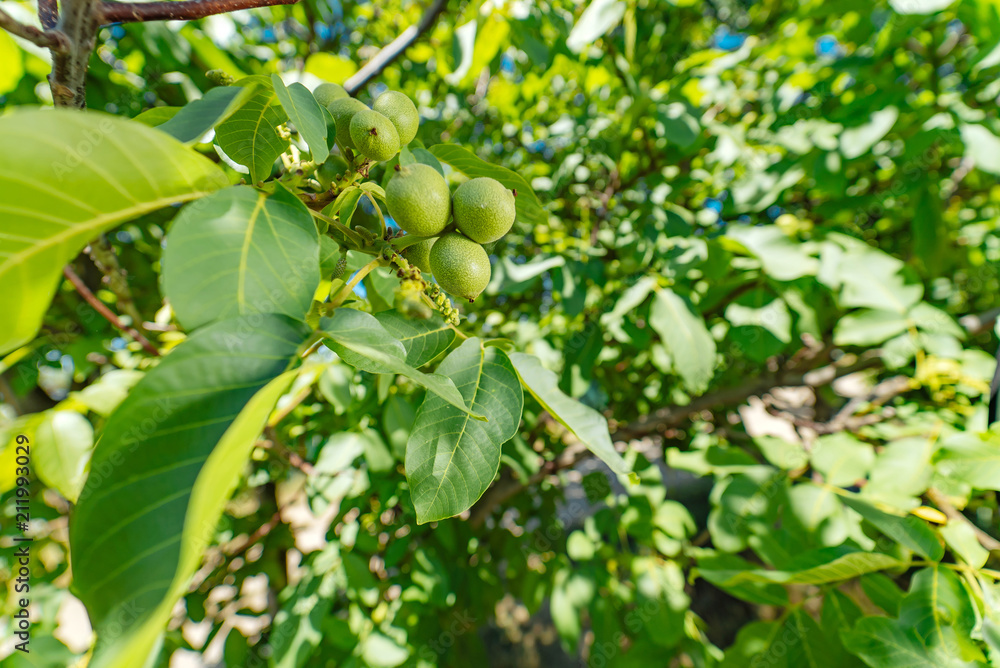 Walnut tree. Green walnuts ripen