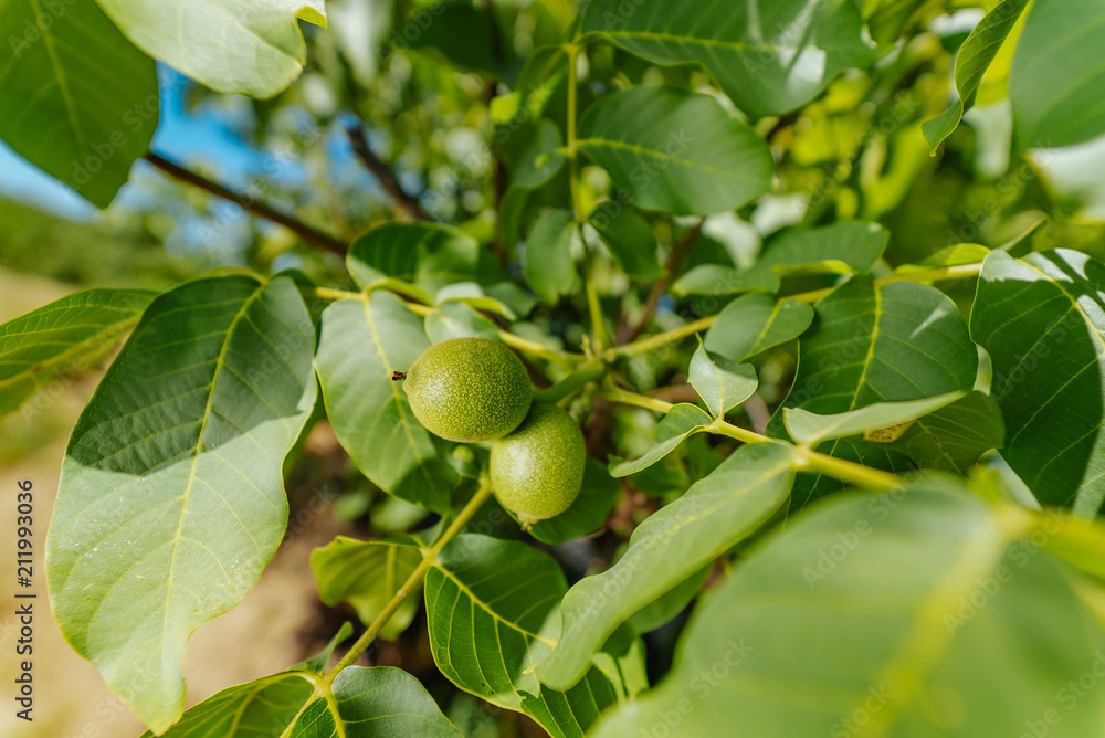 Two green walnut growing on a tree branch close up. Two green walnut growing on a tree branch close up.