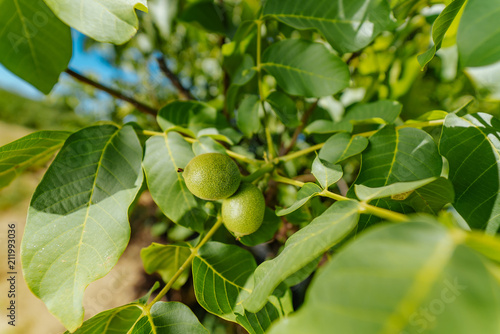 Two green walnut growing on a tree branch close up.