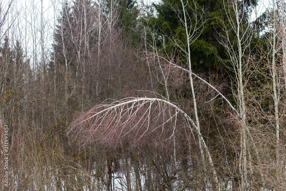 Fototapeta premium Winter landscape tree