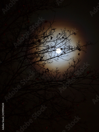 A misty night landscape. A white moon with a halo is seen behind branches of a tree forming an ornament