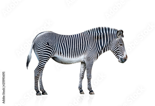Fototapeta Naklejka Na Ścianę i Meble -  Zebra isolated on white