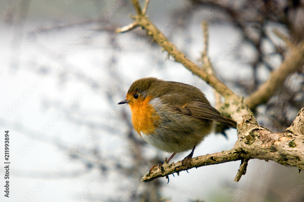 Robin with it's feathers fluffed up sat on a branch Robin with it's feathers fluffed up sat on a branch