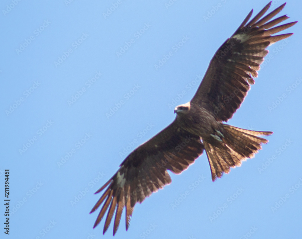 Fototapeta premium Japanese Hawk