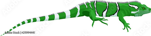 vector Fiji banded iguana