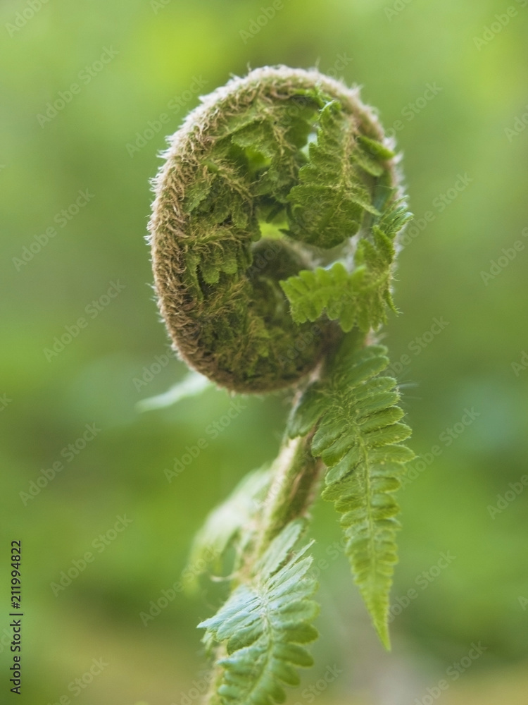 A young growing rolled spring of a fern on blurred green background. A young growing rolled spring of a fern on blurred green background.