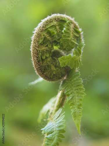 A young growing rolled spring of a fern on blurred green background.