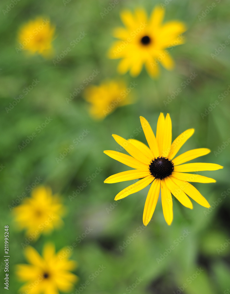 Fototapeta premium Close up of yellow flowers. Rudbeckia Hirta (Black Eyed Susan)
