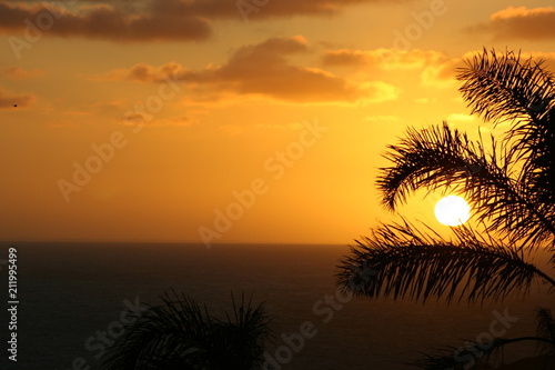 sunrise beaming through the palm fronds