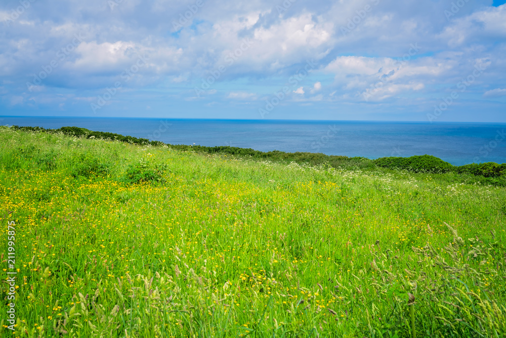Green rural Cornish hillside meadow
