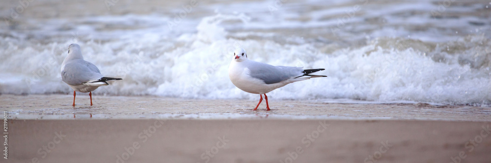 A flock of seagulls on the beach, panorama A flock of seagulls on the beach, panorama