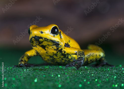 phylobates terribilis