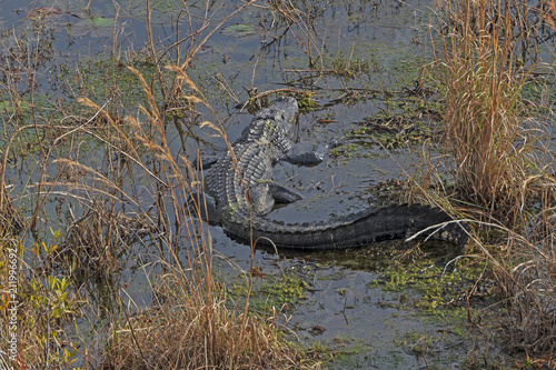 Alligator Basking in the Swamp © wildnerdpix