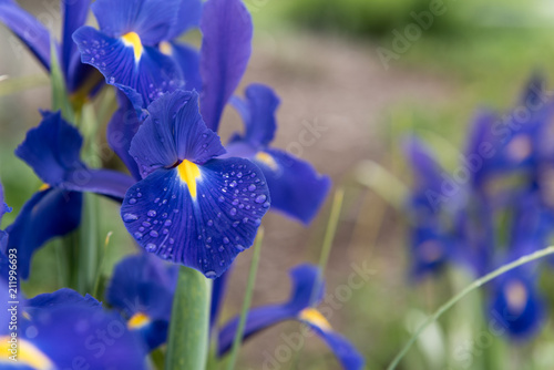 фотографія Blue iris flower with water droplets. Shallow depth of field.