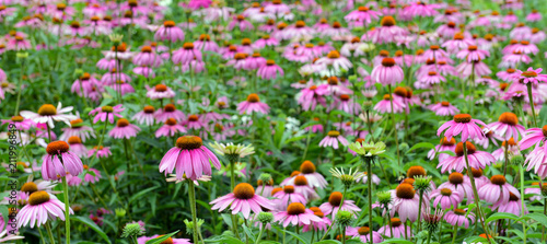 Fototapeta Naklejka Na Ścianę i Meble -  Echinacea or purple coneflower is native to the American grasslands and tall grass prairie and is used in gardening but also as an herb to help build immune system
