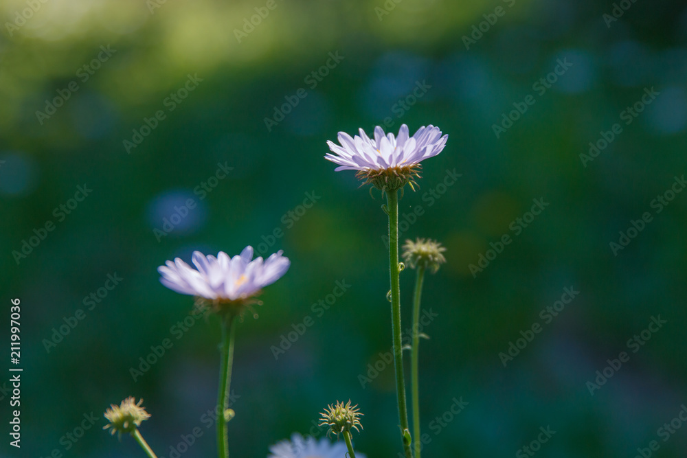Aster in Field Aster in Field