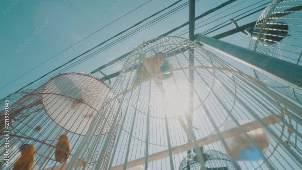 Video of parrot birds over blue sky background during summer sunny day Video of parrot birds over blue sky background during summer sunny day