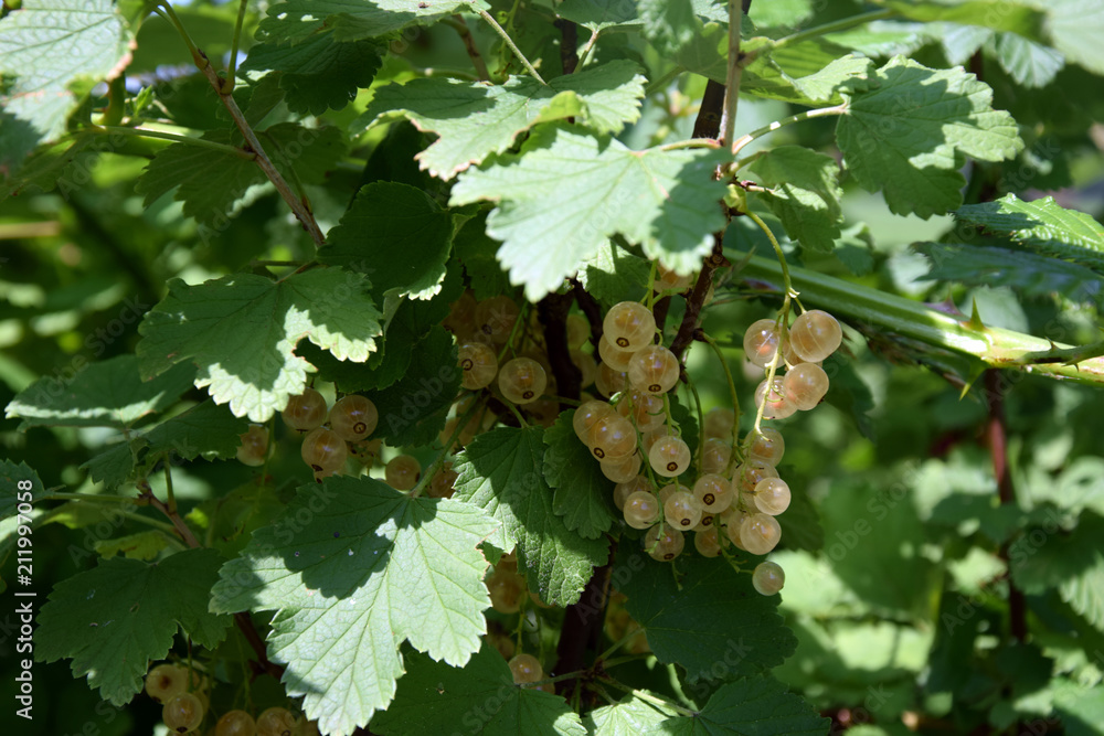 white currant white currant