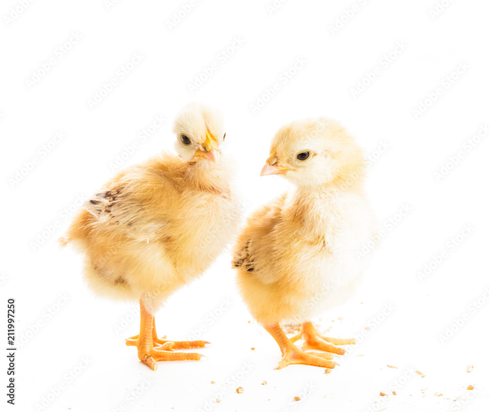 Cute chicks isolated