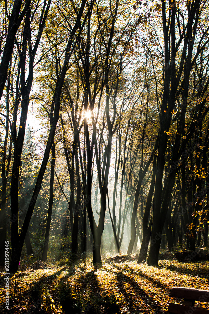 Obraz premium Autumnal misty morning