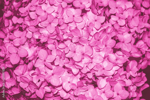 Fototapeta Naklejka Na Ścianę i Meble -  Colorful hydrangea flowers.