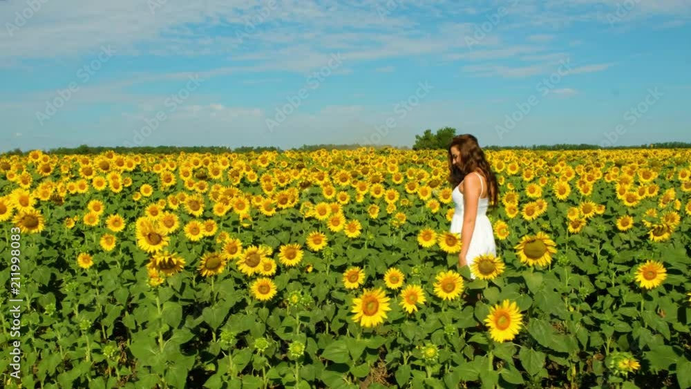 beautiful girl in white dress walking in field with sunflowers beautiful girl in white dress walking in field with sunflowers