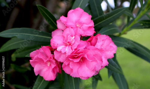 Pink Oleander Flower Plant