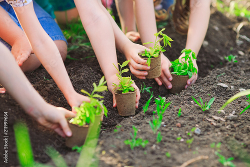 Children s hands planting young tree on black soil together as the world s concept of rescue