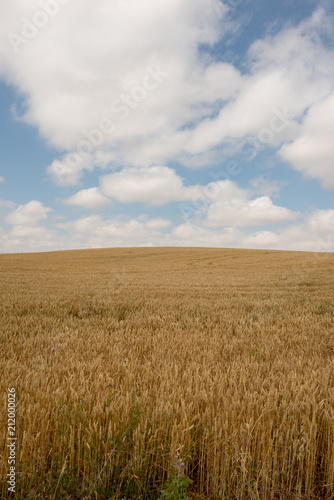 Camino de Santiago as it passes through Navarra