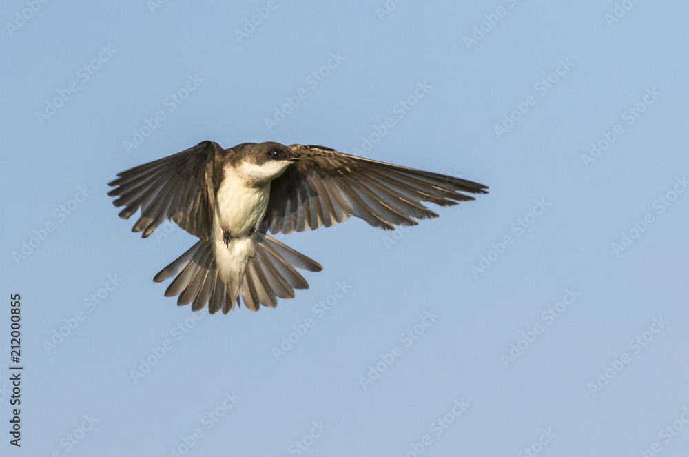 Obraz premium Tree swallow (Tachycineta bicolor) flying, Iowa, USA