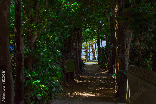 本部町備瀬のフクギ