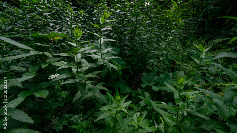 Obraz premium dense forest