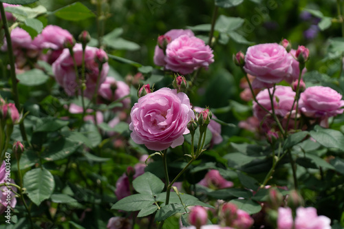 Wallpaper Mural Pink Roses  Torontodigital.ca