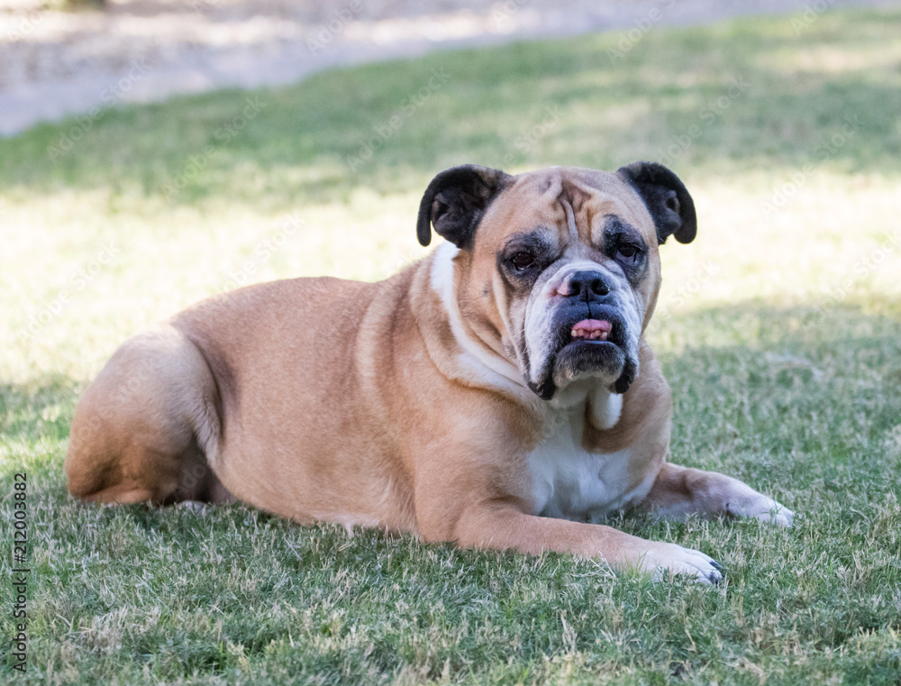 Bulldog posed on the lawn for a natural portrait