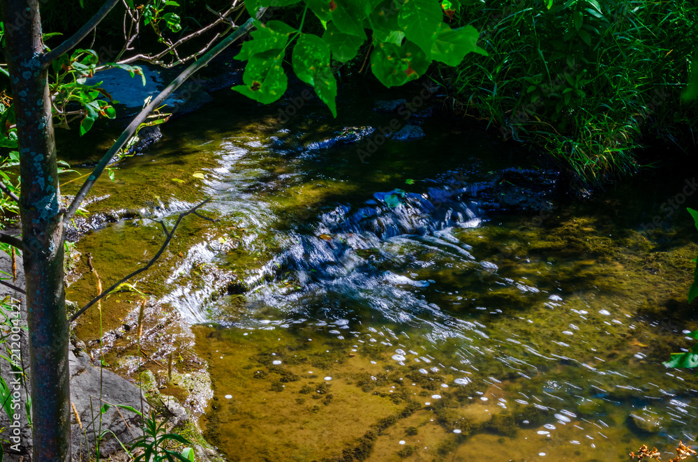 custom made wallpaper toronto digitalClose-up of a covered shallow stream flowing over rocks