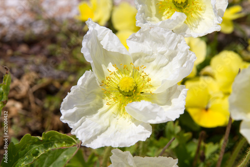 Fototapeta Naklejka Na Ścianę i Meble -  White and yellow poppy flower in south of France