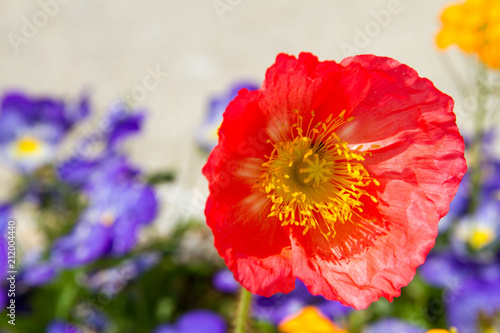 Fototapeta Naklejka Na Ścianę i Meble -  Red poppy flower over blue background in south of France