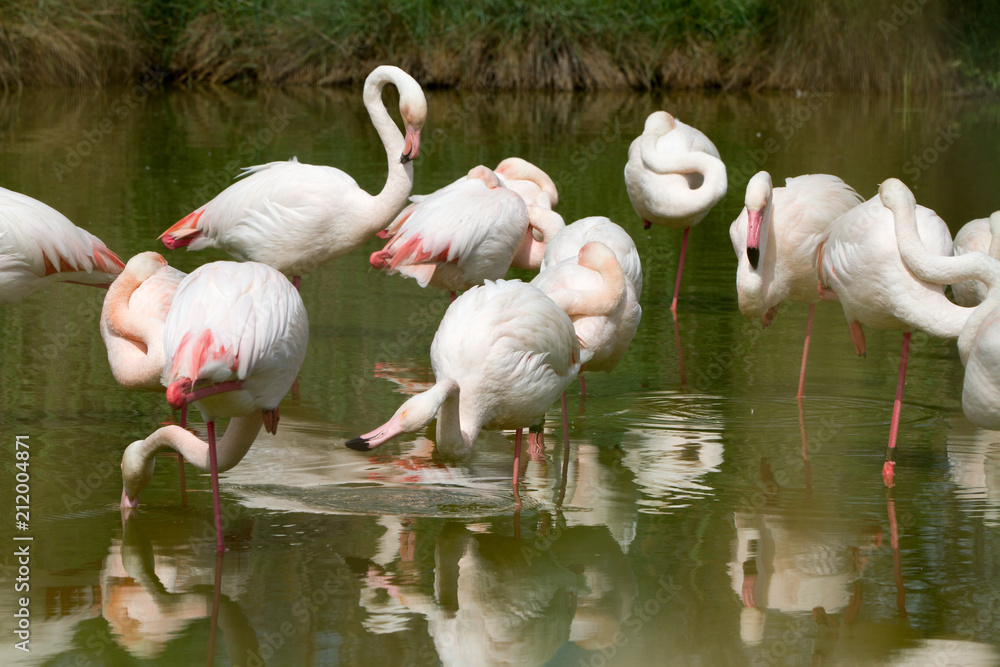 Pink flamingo bird in Camargue, France Pink flamingo bird in Camargue, France