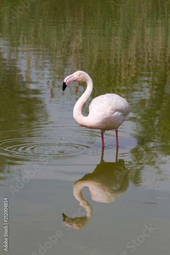 Pink flamingo bird in Camargue  France