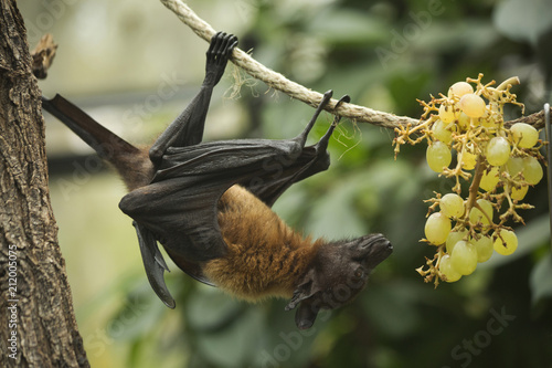 Photography Flying fox (Pteropus).