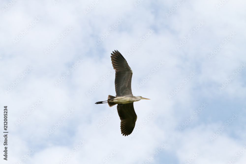 Fototapeta premium Grey Heron in a tree in Camargue