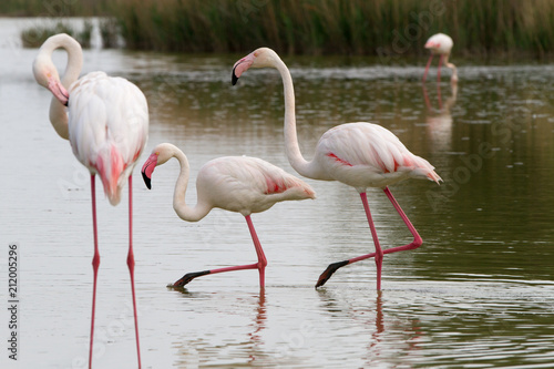 Pink flamingo bird in Camargue  France