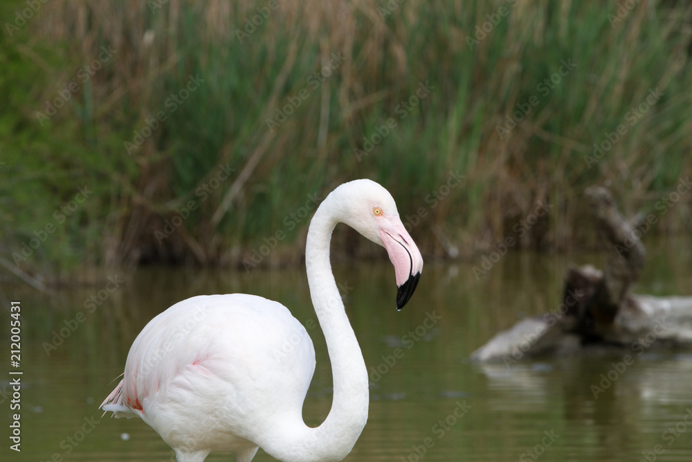 Pink flamingo bird in Camargue, France Pink flamingo bird in Camargue, France