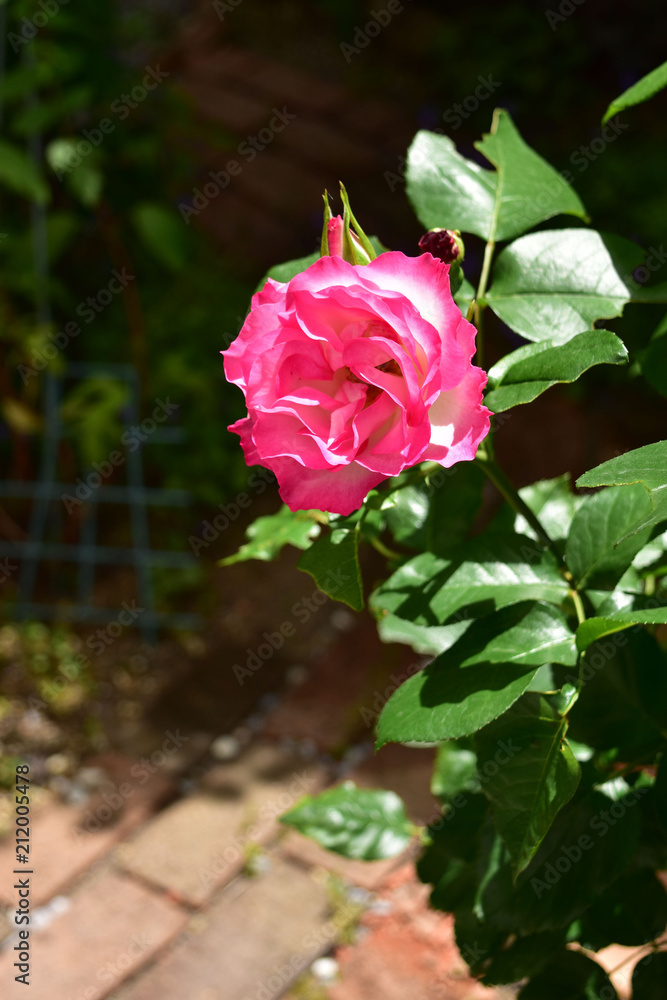 庭のバラ　ストロベリーアイス