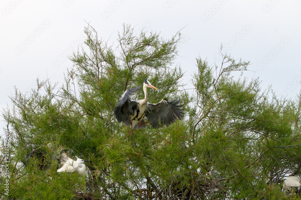 Grey Heron in a tree in Camargue Grey Heron in a tree in Camargue