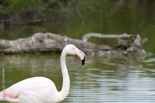 Pink flamingo bird in Camargue  France