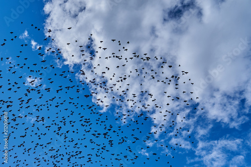  Silhouettes of crows on a blue sky background with white clouds. A flock of black birds flying in the blue sky. 