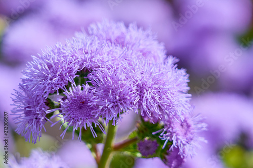 Purple flower close up with soft purple bokeh.